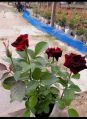 12type Rose Flower Plant