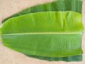 Green Common banana leaf