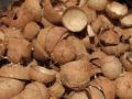 Brown coconut shells