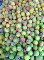 Organic. Green Fresh Figs