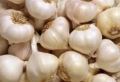 Organic White fresh garlic