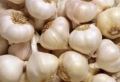 fresh garlic