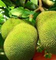 Green Fresh jackfruit