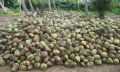 Natural green coconut
