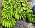 Natural raw green g9 banana