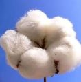 Raw Cotten White Plain Organic Raw Cotton