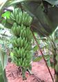 TCS-MUSA Light Green Green Organic Natural Anyway Banana Plants