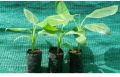TCS-MUSA Natural Green Green Organic Natural g9 banana polybag plants
