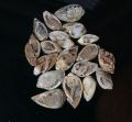 brown snail fossil druzy agate gemstone