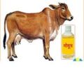 Desi Cow Urine
