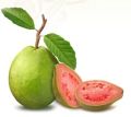 Natural Round Fresh Pink Guava