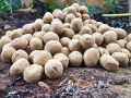 Brown banyan seed balls