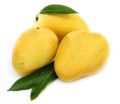 Natural fresh chausa mango