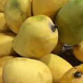 Natural fresh safeda mango
