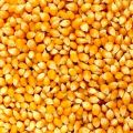 Natural yellow maize seeds