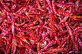 dry red chili