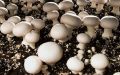 Brown organic button mushroom compost