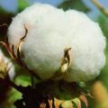 White hybrid raw cotton
