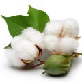 White natural raw cotton
