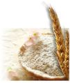 Natural Creamy Premium Wheat Flour