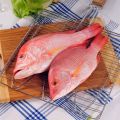 fresh local baby red snapper fish