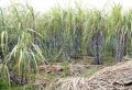 SUGARCANE