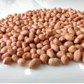 Organic Brownish raw groundnut kernels