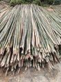 Bamboo Sticks Round Green bamboo poles