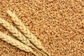 Natural Creamy wheat grains
