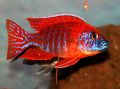 Aulonocara Spec Rubin Red Aquarium Fish