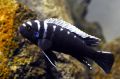 Cynotilapia Zebroides Ndonga Deep Aquarium Fish