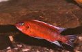 Labeotropheus Trewavasae Chilumba Ochre Red Aquarium Fish