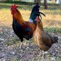 Variable country chicken