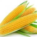 Organic yellow maize