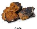 Dried Chaga Mushroom