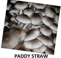 Dried Paddy Straw Mushroom