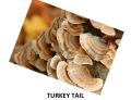 Dried Turkey Tail Mushroom