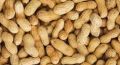 Groundnut/Peanut