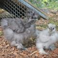 One Month Old Live Silkie Chicks
