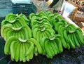 Solapur Green Banana