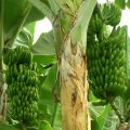 Green Organic Banana Plants