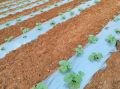 Biodegredable White mulching film