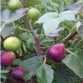 Brown Turkey Fig Plant