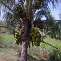 Columbus Coconut Plant