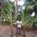 Ganga Bardhan Coconut Plant