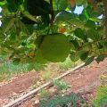 Hybrid Jackfruit Plant