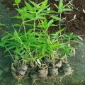 Katanga Bamboo Plant