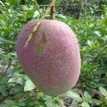 Katimon Mango Plant