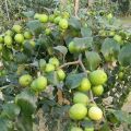 Organic Apple Ber Plant