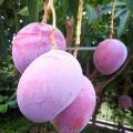 Purple Mango plant